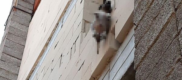 Yavru köpeği astılar - Sputnik Türkiye