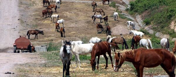 Büyükada'ya sokulmayan 220 at Beykoz'da bekletiliyor - Sputnik Türkiye