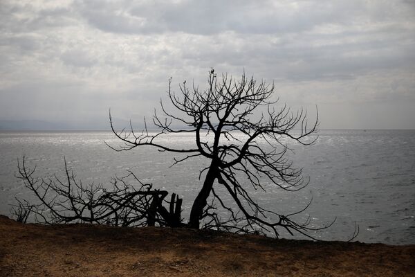 Rafina kasabasının belediye başkanı Evangelos Burnus Şanssızdık. Rüzgar değişti ve bize o kadar hızla yaklaştı ki kıyı şeridi birkaç dakikada yerle bir oldu dedi. - Sputnik Türkiye