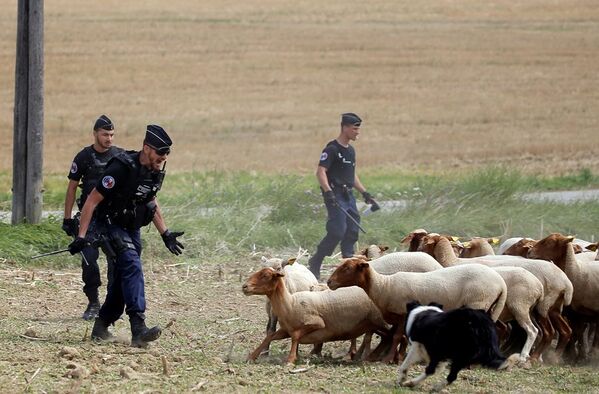 Eylemciler etkisiz hale getirildikten sonra polis bu kez de çiftçilerin getirdiği hayvanları kovalayarak yolları boşaltmaya çalıştı. - Sputnik Türkiye