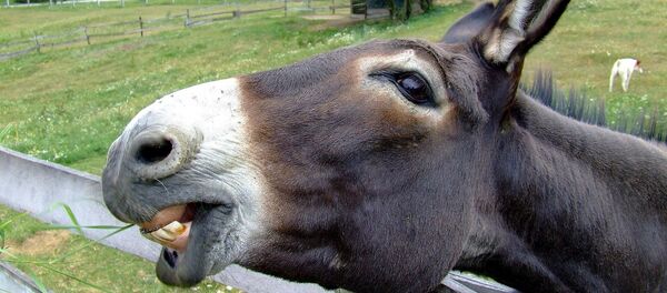 Donkey - Sputnik Türkiye