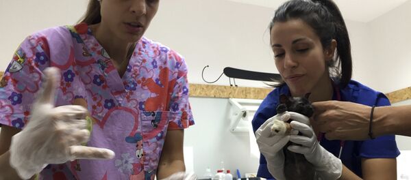 Yunanistan'da kurtarılan kedi - Sputnik Türkiye