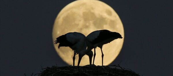 Yüzyılın en uzun Ay tutulması öncesi Van Gölü kenarında yuva yapan leyleklerin görüntüleri kameralara yansıdı. - Sputnik Türkiye