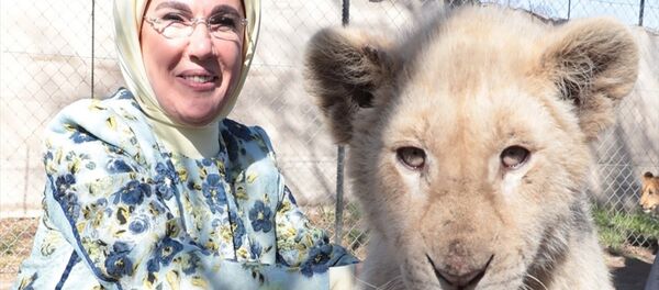 Emine Erdoğan yavru aslanla poz verdi - Sputnik Türkiye