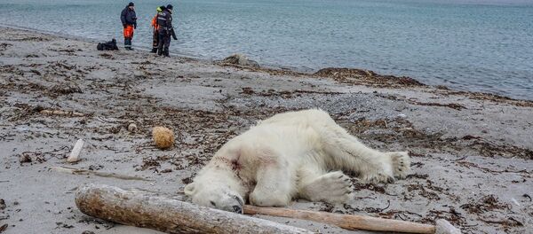 Kutup ayısı - Sputnik Türkiye
