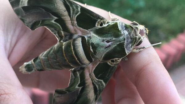 Mekik kelebeği, bölgenin, hala nadir özelliklerini ve doğal koşullarını taşıdığının da bir göstergesi. Kelebek, narin yapısıyla da göz kamaştırıyor. - Sputnik Türkiye