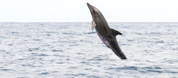 Yarısı yunus diğer yarısı balina - Sputnik Türkiye