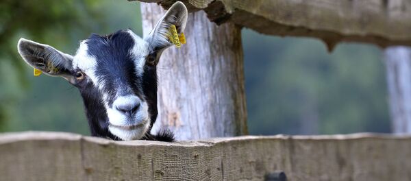 Keçi - Sputnik Türkiye