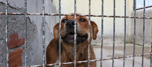 Sahibinin şiddet uyguladığı köpek koruma altına alındı - Sputnik Türkiye