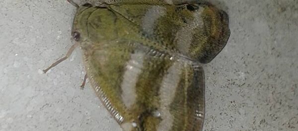 'Yalancı kelebek' olarak da anılan 'Ricania Japonica' adlı zararlı böcek türü - Sputnik Türkiye