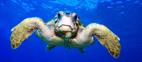 Caretta caretta - Sputnik Türkiye