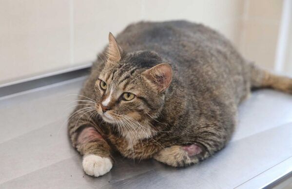 Obez kedi 'Taci' diyete başlatıldı - Sputnik Türkiye