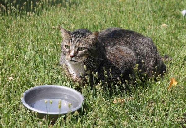 Obez kedi 'Taci' diyete başlatıldı - Sputnik Türkiye