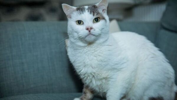 Sosyal medya, sahibinin hayatını kurtaran kediyi konuşuyor - Sputnik Türkiye