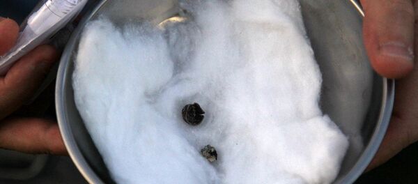 Samsun'un Vezirköprü ilçesindeki Oymaağaç Höyüğü'nde Hititlerin kutsal şehri Nerik'te yürütülen kazı çalışmalarında 3 bin yıllık fındık kabuğu ile yine 3 bin yıllık bronz aletlerle kesilmiş ahşap parçalar bulundu - Sputnik Türkiye