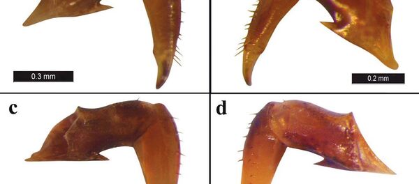 Microliobunum Erseni Kurt - Sputnik Türkiye
