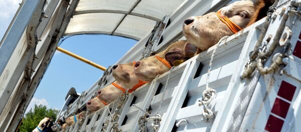kurbanlık hayvan kurbanlık hayvan - Sputnik Türkiye