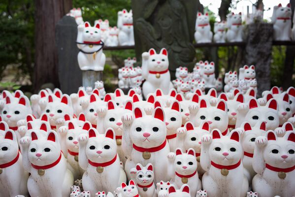 Japonca'da 'Maneki-neko' (Çağıran kedi) denilen ve özellikle tüccarların bolluk ve bereket getirdiğine inandıkları için dükkanlarına koydukları heykellerini hikayesi 15. yüzyılda Gotokuji tapınağında yaşandığına inanılan bir efsaneye dayanıyor.  Efsaneye göre tapınaktaki rahiplerin 'Tama' adını verdikleri bir kedi birgün tapınağın dışında gezinirken güçlü bir samuraya rastlar. Tama'nın eliyle samurayı çağırma hareketi yapması üzerine adam tapınağa girer. Bunun hemen ardından ise gökgürültülü bir fırtına yaşanır. Kedinin fırtınadan kaçması için kendisine yardım etmesinden etkilenen samuray da tapınağın koruyucusu olur. - Sputnik Türkiye