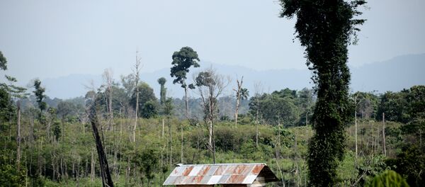 Endonezya-Orman - Sputnik Türkiye