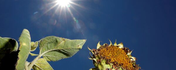 Küresel kuraklık - Sputnik Türkiye