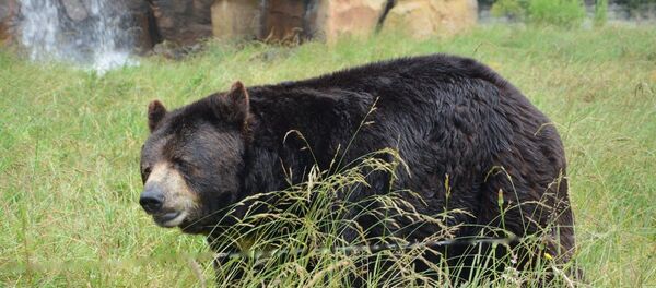 Siyah ayı - Sputnik Türkiye