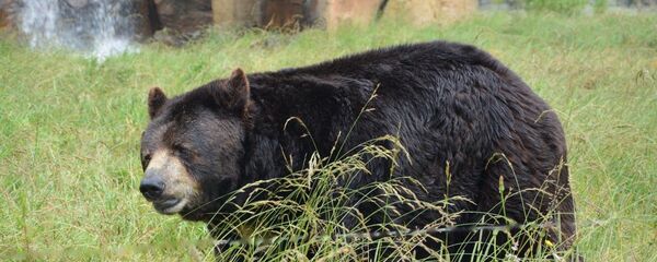 Siyah ayı - Sputnik Türkiye