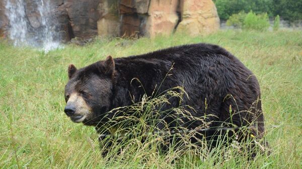 Siyah ayı - Sputnik Türkiye