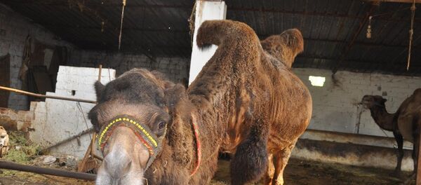 Kurbanlık develeri en çok Suriyeliler tercih ediyor - Sputnik Türkiye