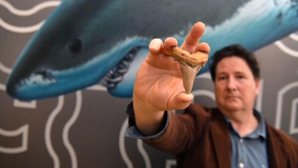Avustralya’da 25 milyon yıllık köpek balığı dişi bulundu - Sputnik Türkiye