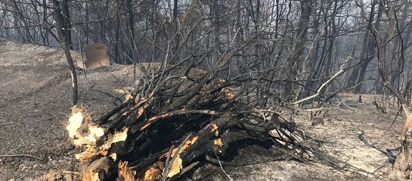 Mudanya'da yangın - Sputnik Türkiye