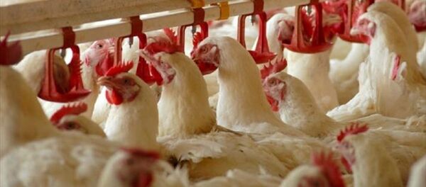 beyaz et - Sputnik Türkiye