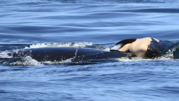 Ölü yavrusunu 2 hafta boyunca taşıyan katil balina 'Tahlequah' - Sputnik Türkiye