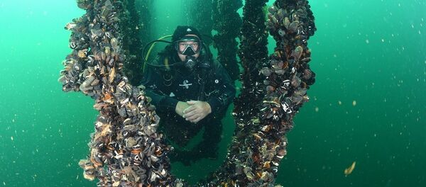 Midye tarlasında hasat - Sputnik Türkiye