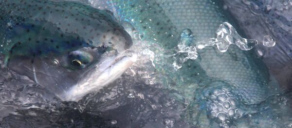 Şili'de somon çiftliği - Sputnik Türkiye