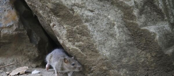 Sıçan - Sputnik Türkiye