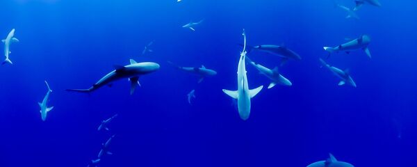 Köpek Balığı - Sputnik Türkiye