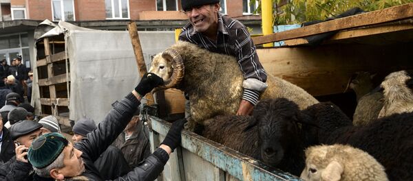 Kurbanlık - Sputnik Türkiye