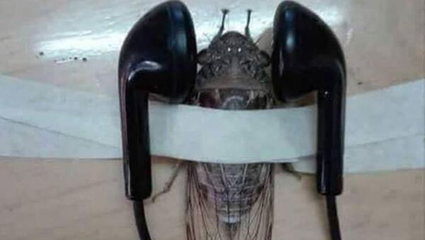Öğretmenin paylaştığı bantlanmış ağustos böceği fotoğrafı tepki çekti - Sputnik Türkiye