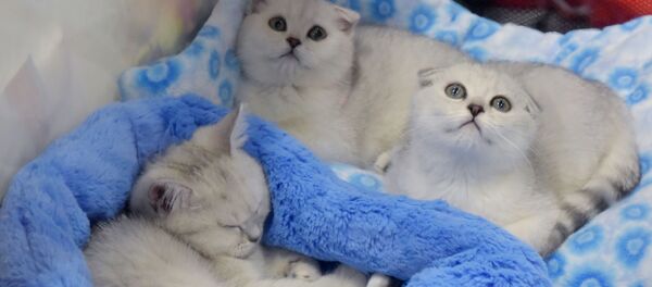 kedi - Sputnik Türkiye