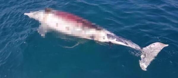 Silahla öldürülen yunus kıyıya vurdu - Sputnik Türkiye