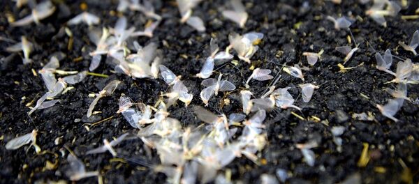 Kelebeklerin 'ölüm uçuşu' görsel şölene dönüştü - Sputnik Türkiye