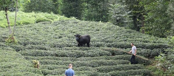 Kesime götürülürken iki kişiyi yaralayan boğa kaçtı Kesime götürülürken iki kişiyi yaralayan boğa kaçtı - Sputnik Türkiye