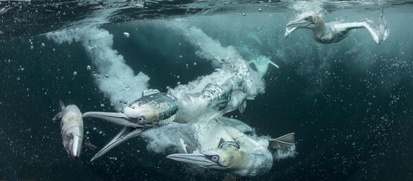 2018 Yılının En İyi Kuş Fotoğrafçısı Yarışması'nın kazananları - Sputnik Türkiye