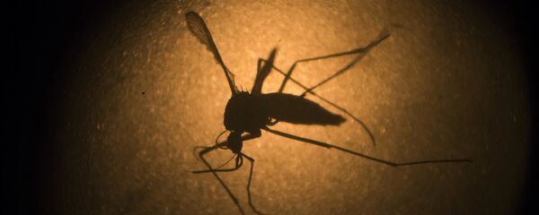 Zika- Sivrisinek - Sputnik Türkiye