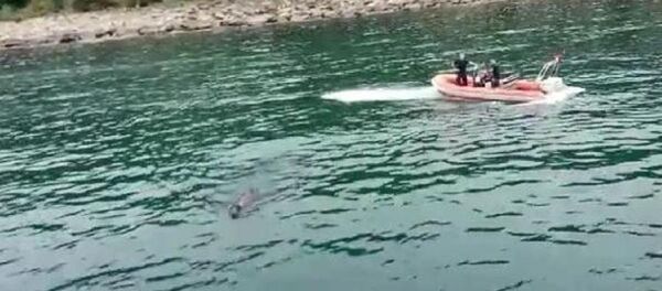 Boğa - Sputnik Türkiye