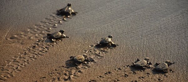 Muğla'nın Ortaca ilçesinde Deniz Kaplumbağası Araştırma Kurtarma Rehabilitasyon ve Bilgilendirme Merkezinde (DEKAMER) tedavileri tamamlanan 4 yetişkin caretta caretta denize bırakıldı. - Sputnik Türkiye