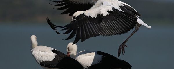 'Leylek köyü' binlerce ziyaretçiyi ağırladı - Sputnik Türkiye