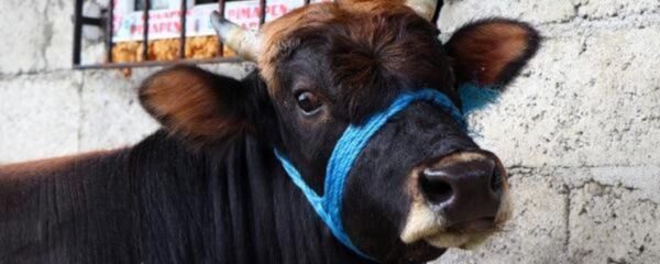 Rize'den Trabzon'a yüzen boğa, kesilmeyecek: 'Gemi gibi yüzüyordu' - Sputnik Türkiye