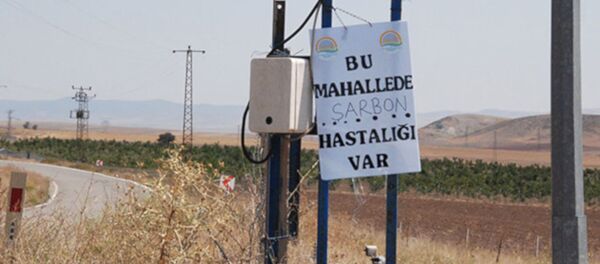 Ankara'da şarbon karantinası - Sputnik Türkiye