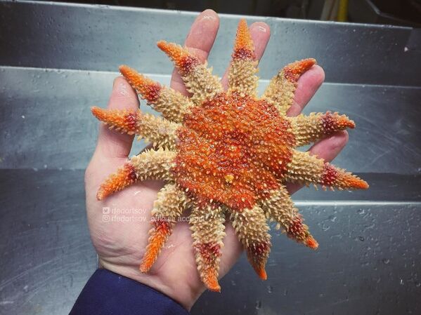 Deniz derinliklerinden çıkarılan sıradışı canlılar - Sputnik Türkiye